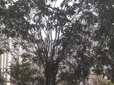 金科东方雅郡 3室1厅 东南 西北