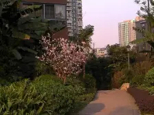 鸳鸯 融科海阔天空二期四房175万