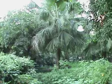 高新区 达飞绿洲二房60万