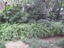 礼嘉龙湖品质小区 直看龙塘湖公园 视野很好 出行方便