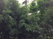 加州新牌坊 米兰天空二房