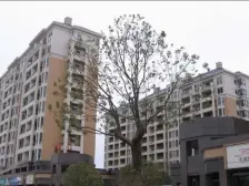 北滨路 半山华府四房200万