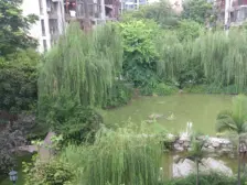 同天依云郡 5室2厅 东南