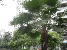 北滨路 一线看江 精装修 随时看房