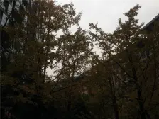 龙湖春森彼岸四期 2室1厅 南