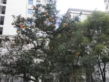 08年竣工的南北大三房 精装修拎包入住 有车位 诚意卖