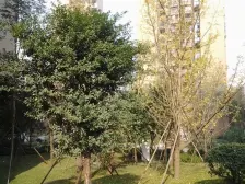 同景国际城W组团清水房+业主诚心出售+交通便利