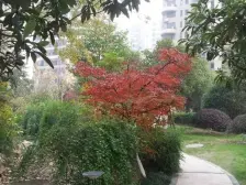 恒茂国际都会 装修好,环镜优美 近地铁 周边匹套完善,,出行方便