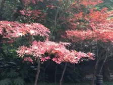 人和 金科天湖美镇三房