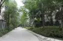 神仙树大院一期实景图