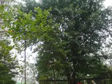 华岩新城 斌鑫西城绿锦榕尚居二房58.88万