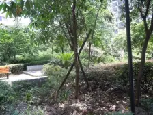 巴山轻轨站三房双卫,楼下就是车站