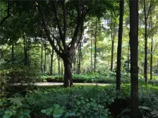 大平层 南北通透 动静分区 看中庭 看江