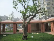 店长推荐 省妇幼南 百平大两室 采光好 电梯房