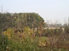 保利国际高尔夫花园瑞士风华 南北通透,采光好 视野好,诚心出售