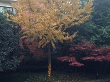 金科品质,公园里的老式洋房,门口就是轻轨和商场