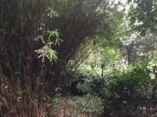 拎包入住 门口轻轨 商圈 公园 书包