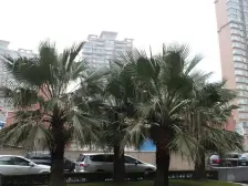 北外滩东外滩瑞虹交汇,双轨交,品质绿化水系小区