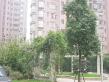 新凤城1室南朝向560.00万元/套出售